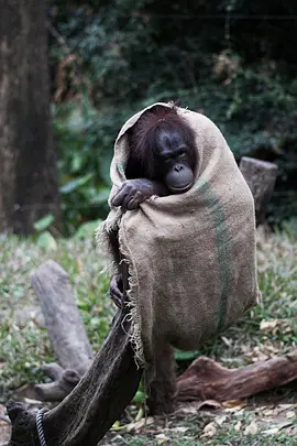 奇趣动物园(全集)